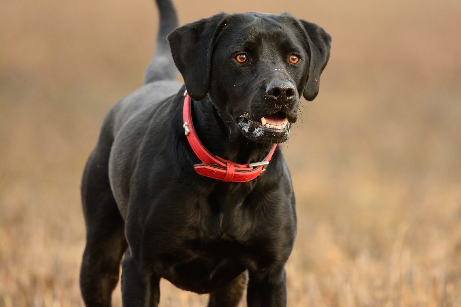 Pets First Collegiate Pet Accessories Dog Collar Bandana 