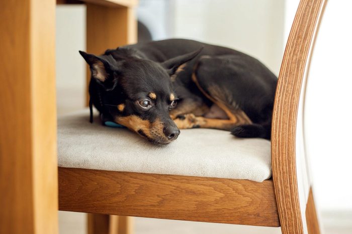 Portrait of a cute black miniature pinscher dog snoozing on dining room chair