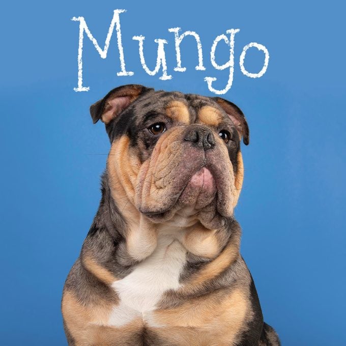 Unique dog name handwritten over an image of a dog