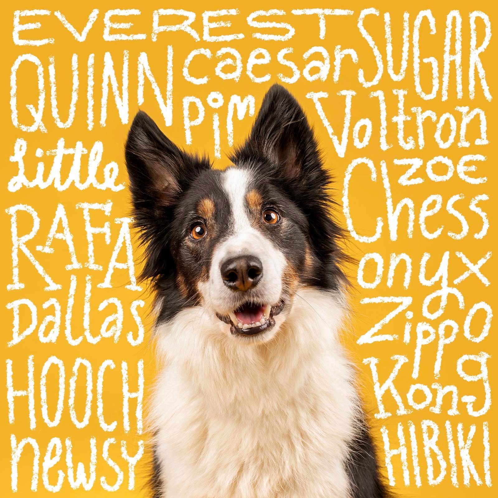 Unique dog names handwritten over an image of a dog