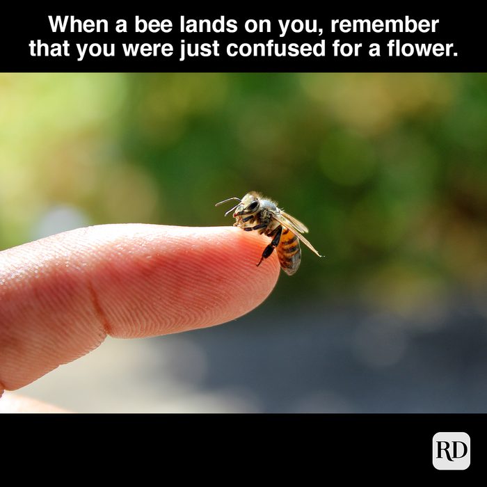 When A Bee Lands On You, Remember That You Were Just Confused For A Flower