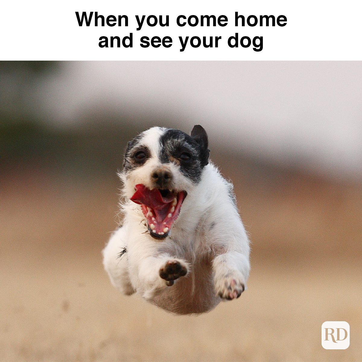 When You Come Home And See Your Dog