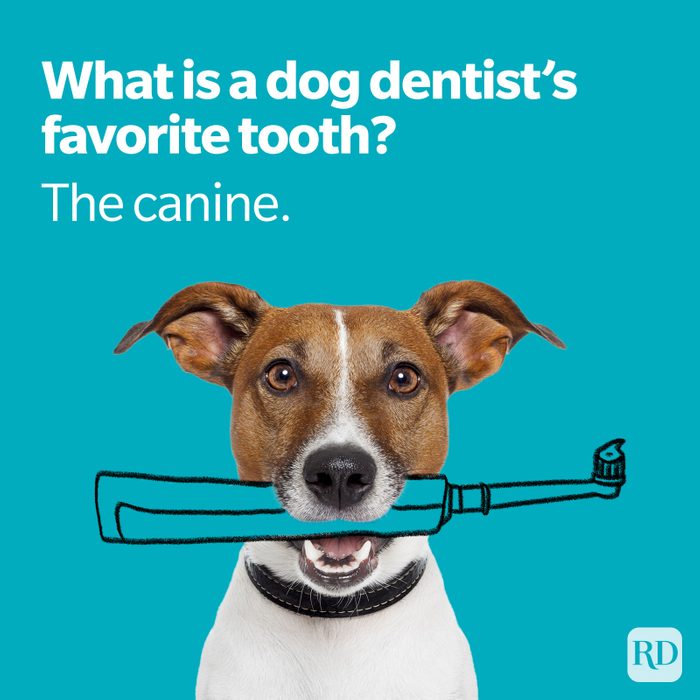 Dog Dentist Favorite Tooth Joke