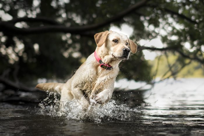 Labrador Retriever running in the water