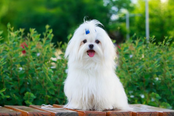 Cute dog breed Maltese is sitting on a pedestal in the park