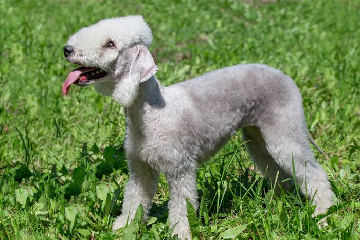 Cute bedlington terrier puppy is standing on a green grass with lolling tongue.