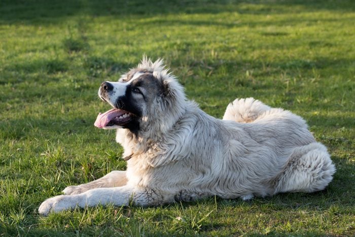Cute Caucasian shepherd puppy. Caucasian shepherd dog is 6 month. Fluffy Caucasian shepherd dog is lying on a green grass