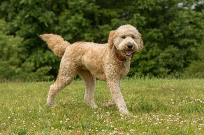 A golden doodle, Golden Retriever and Labradoodle, running in the grass