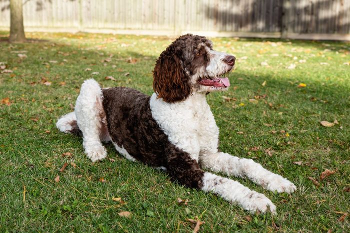 Adult brown and white bernedoodle, Bernese mountain dog and poodle mix, laying on the grass outdoors.