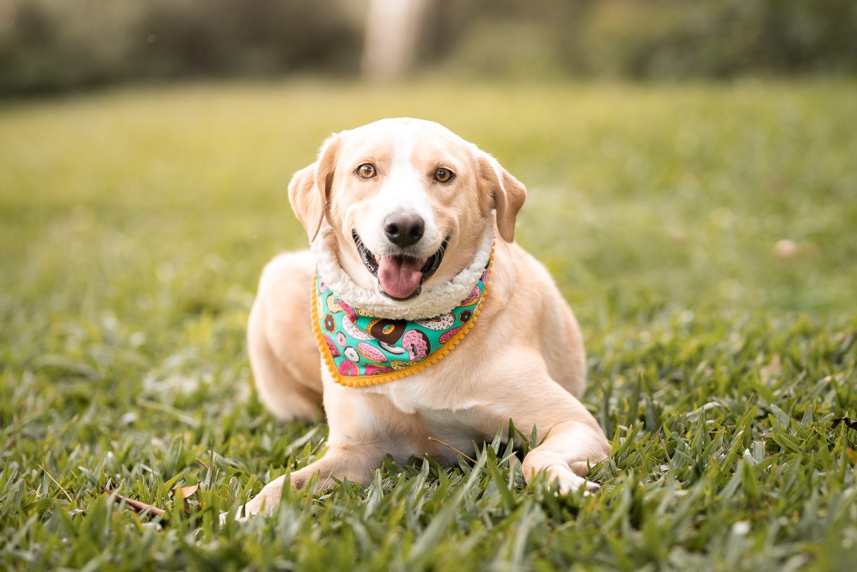 11 Easiest Dogs to Train — Most Obedient and Best-Behaved Dogs