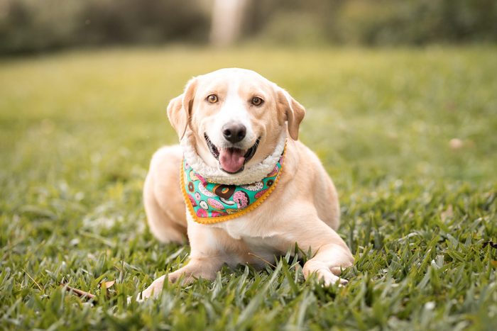 Smiling Mixed-breed dog in bandana listening to his owner