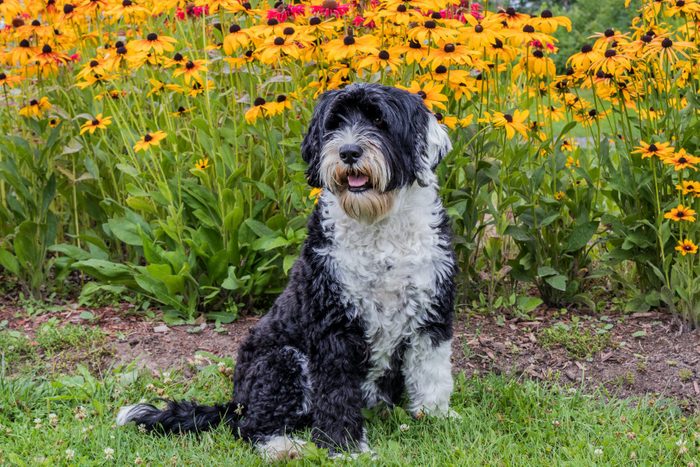 Portuguese Water Dog sitting in the garden on a summer day