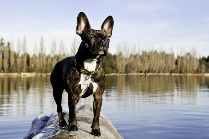 Frenchton, Boston Terrier and French Bulldog mix, cross standing on the log on the river bank
