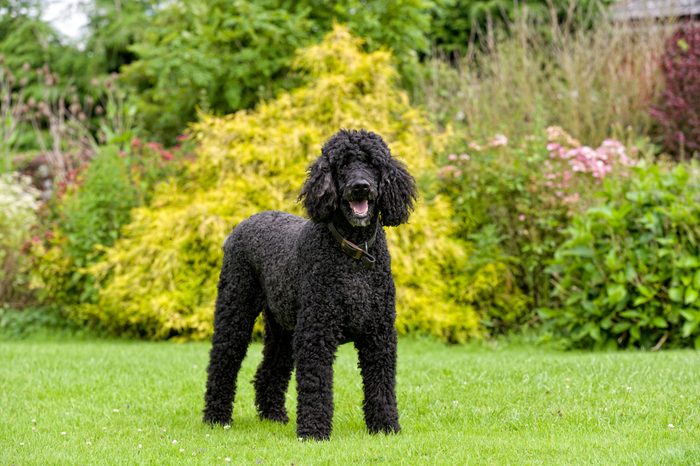 Standard Poodle enjoying a day playing in the park