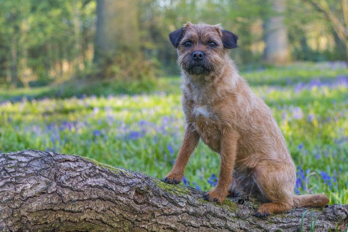Border terrier dog sitting on the log in the woods