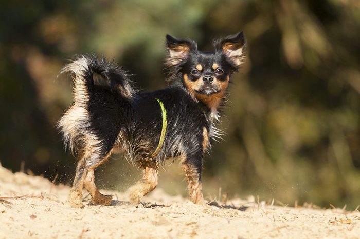 A Chilier, a Chihuahua and Cavalier King Charles Spaniel mix walking on yellow sand looking up.