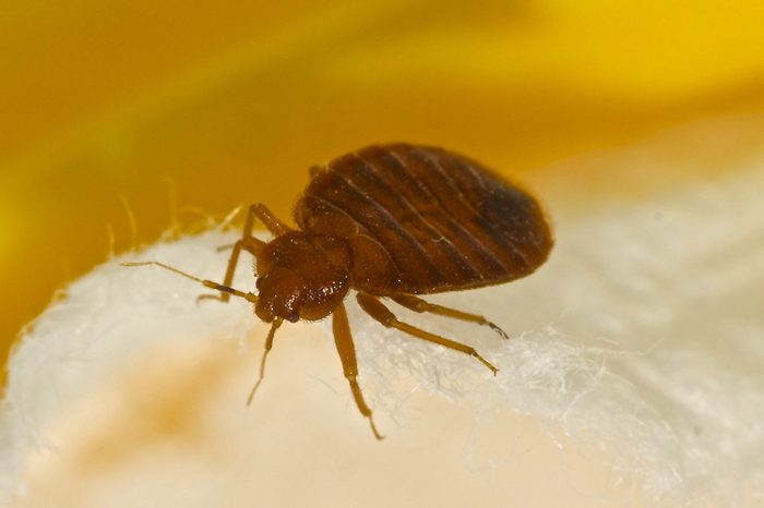 The City with the Worst Bed Bug Infestation in America 2023