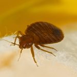 This City Has the Worst Bed Bug Infestation in America