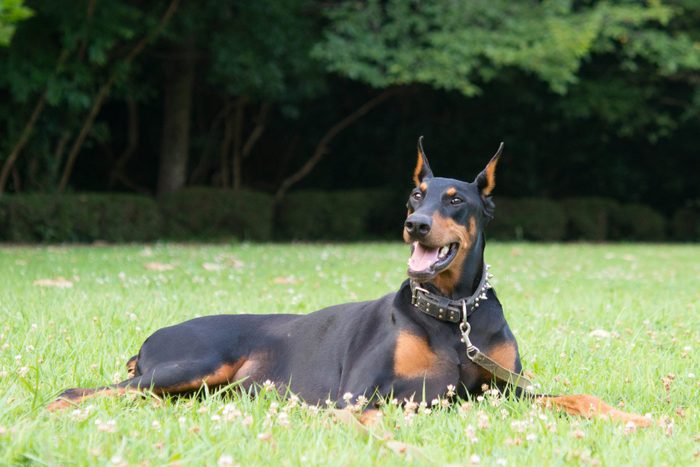 Doberman Pinscher waiting patiently for his owner