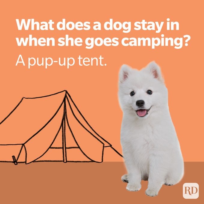 Pup Up Tent Dog Joke