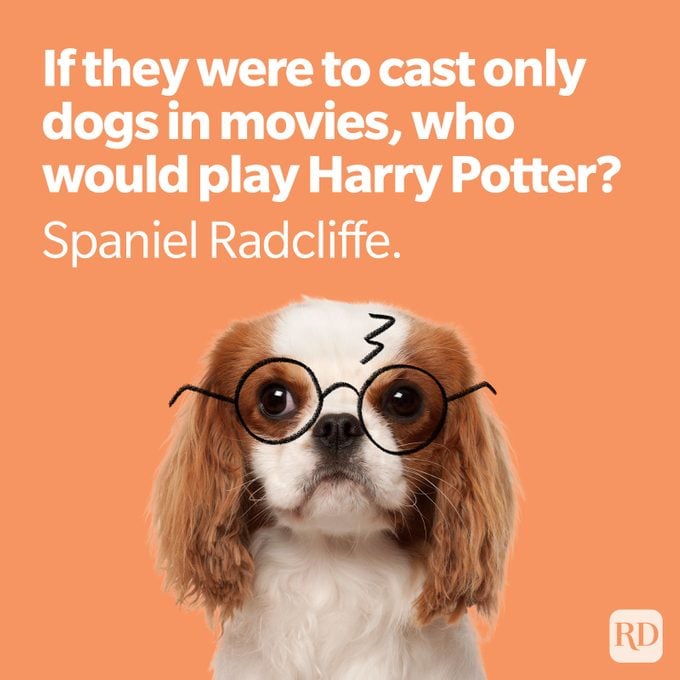 Spaniel Radclifffe Dog Joke