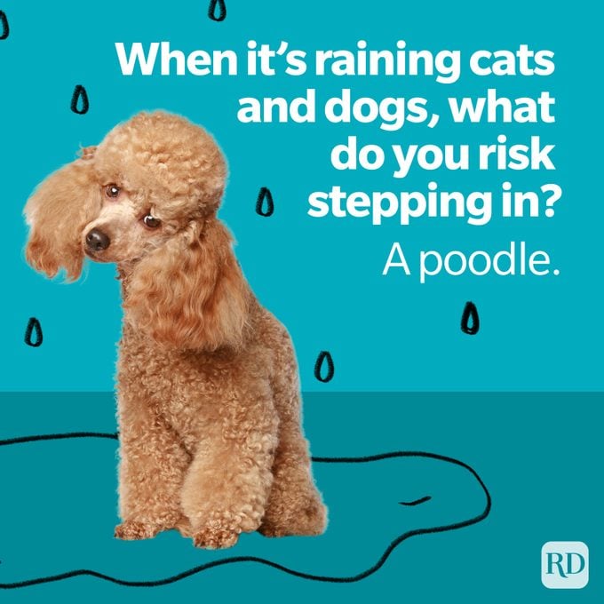Stepping In A Poodle Dog Joke