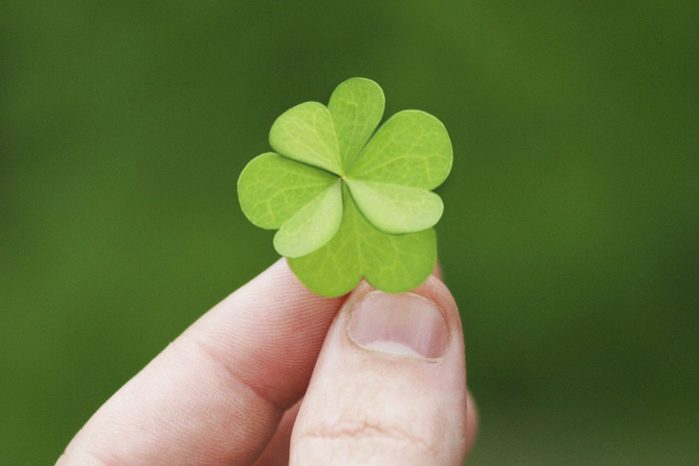 Four leaf clover held in a left hand