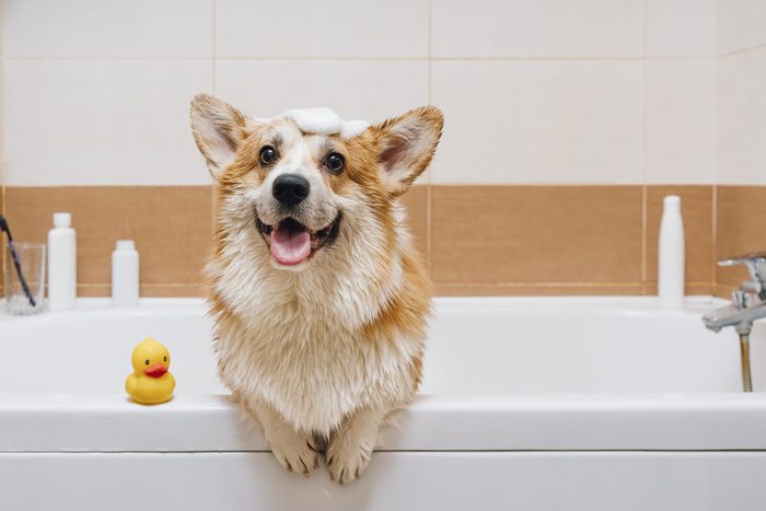 Portrait of Corgi dog standing in bathtub