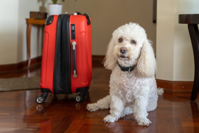Dog on the side of a travel suitcase with a worried face