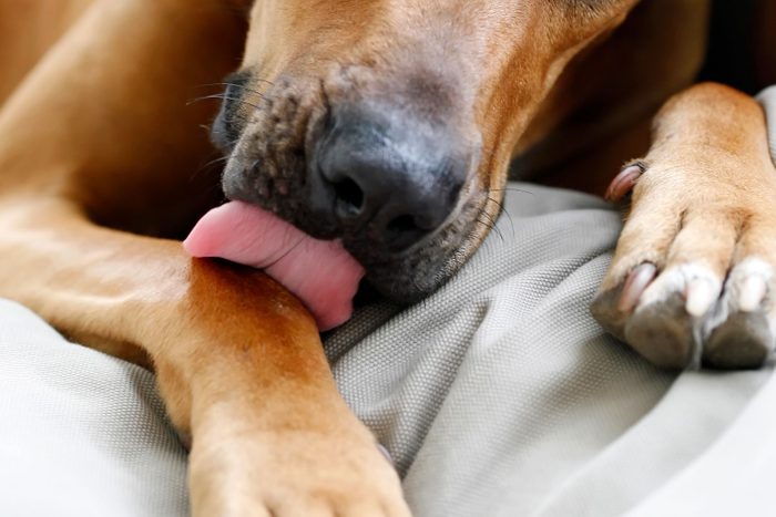 dog licking his paw