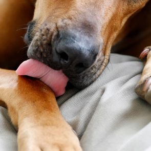 dog licking his paw