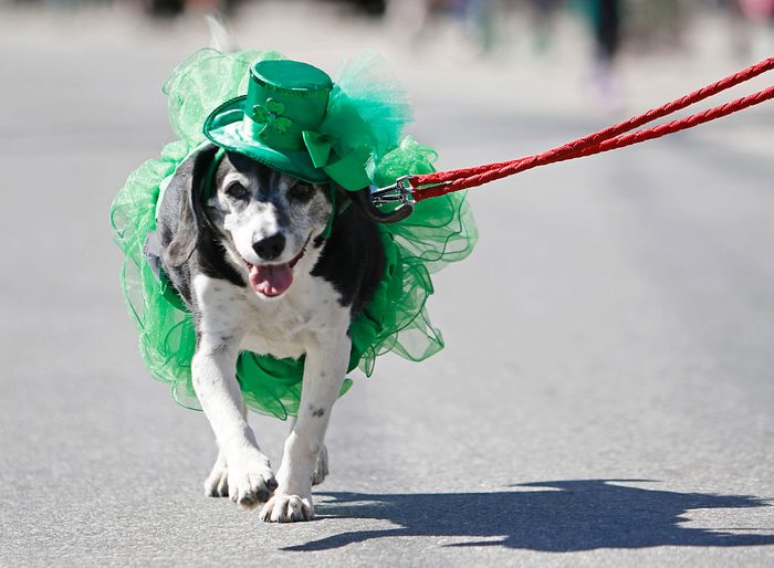 dog wearing green at a St. Patrick's Day parade