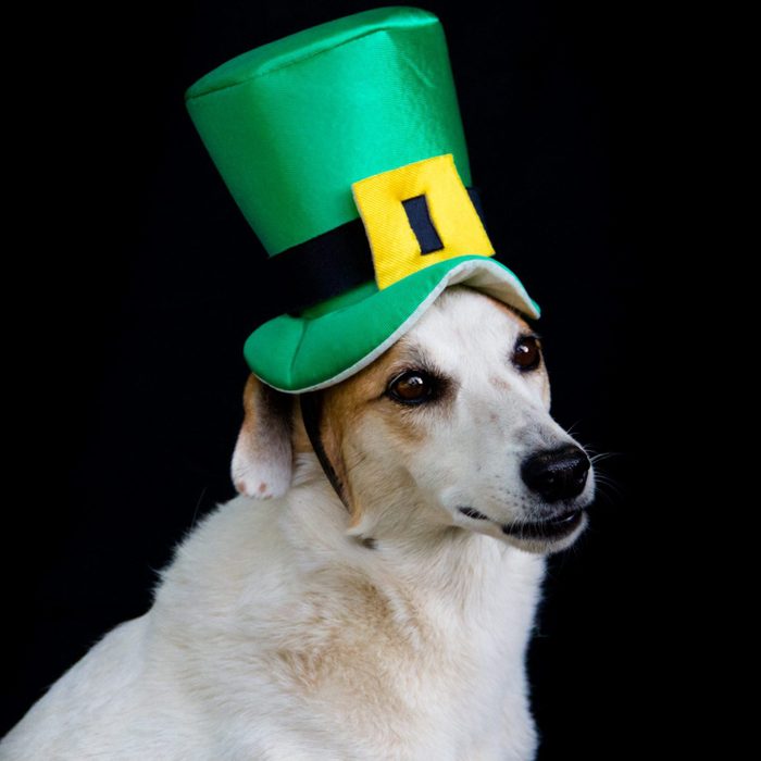 Portrait Of A Mongrel Dog With St Patricks Day Hat
