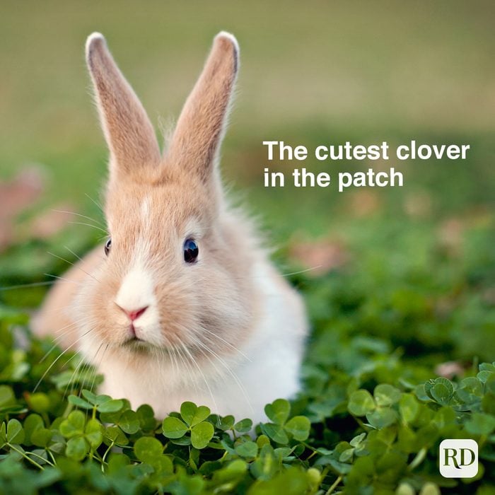 The Cutest Clover In The Patch 