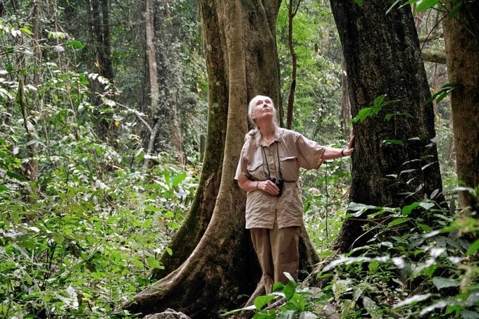 jane goodall standing in a forest looking up at the trees
