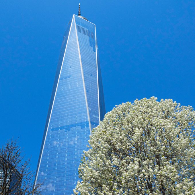 looking up at the survivor tree with the freedom tower in the background against a cloudless blue sky
