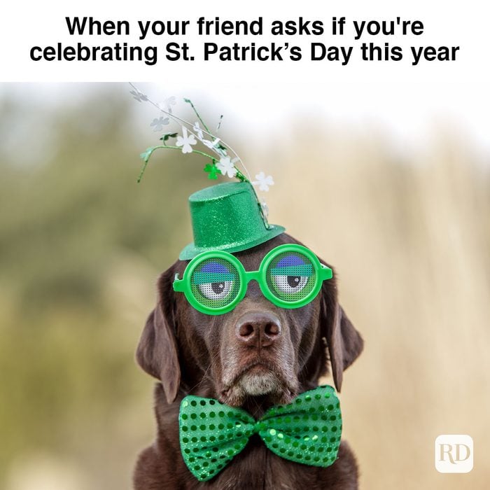 Chocolate Labrador wearing funny glasses on Saint Patrick's Day