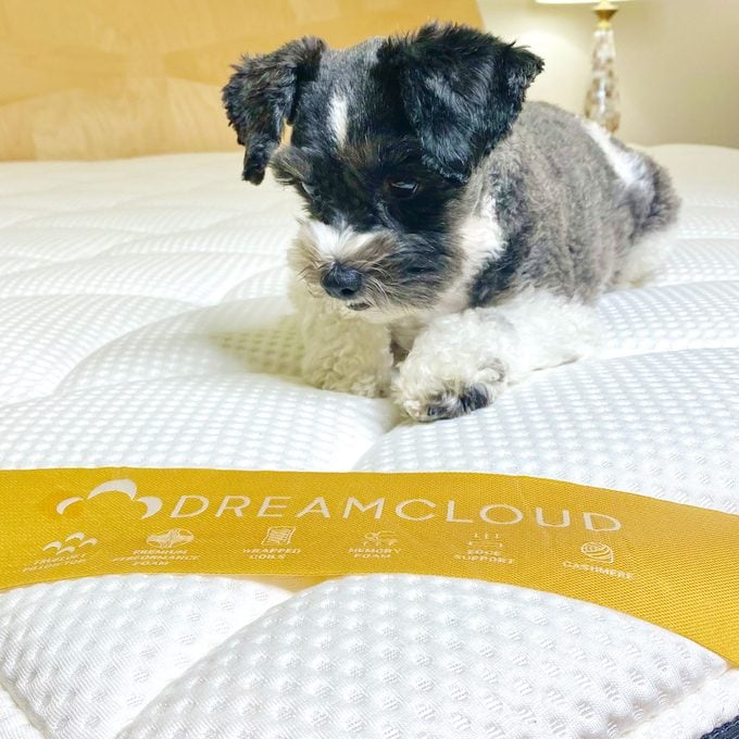 Dreamcloud Mattress With Dog