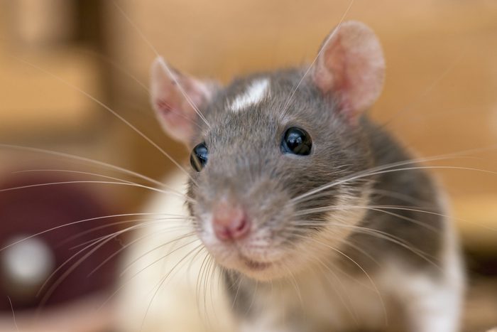 Close-up of a gray and white norway rat