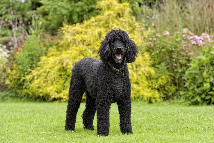 Standard Poodle in the formal gardens of a stately house in the UK