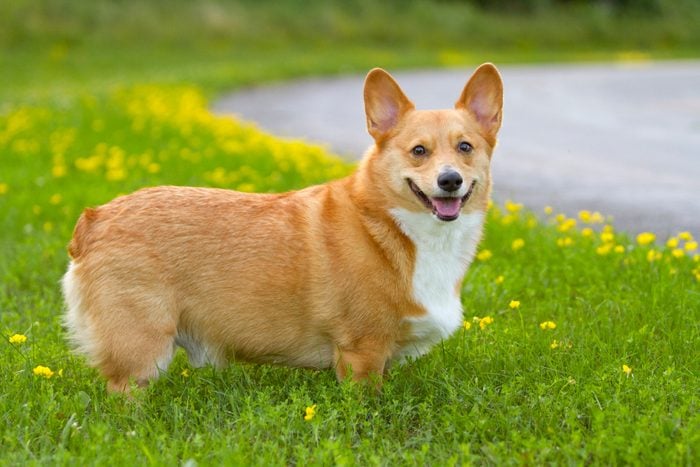 A red and white Pembroke Welsh corgi dog in a country field of summer wildflowers