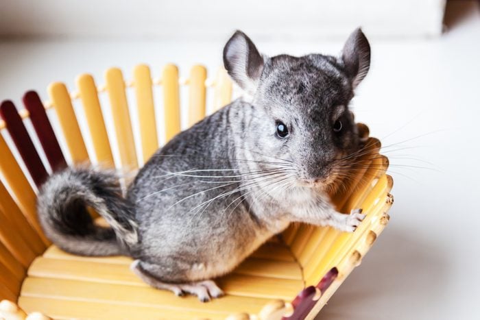 Little gray chinchilla sits in a wooden bowl