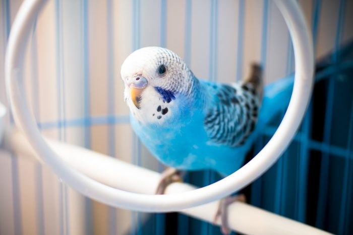 Portrait of a blue, male baby Budgerigar, In a cage. Shallow depth of field