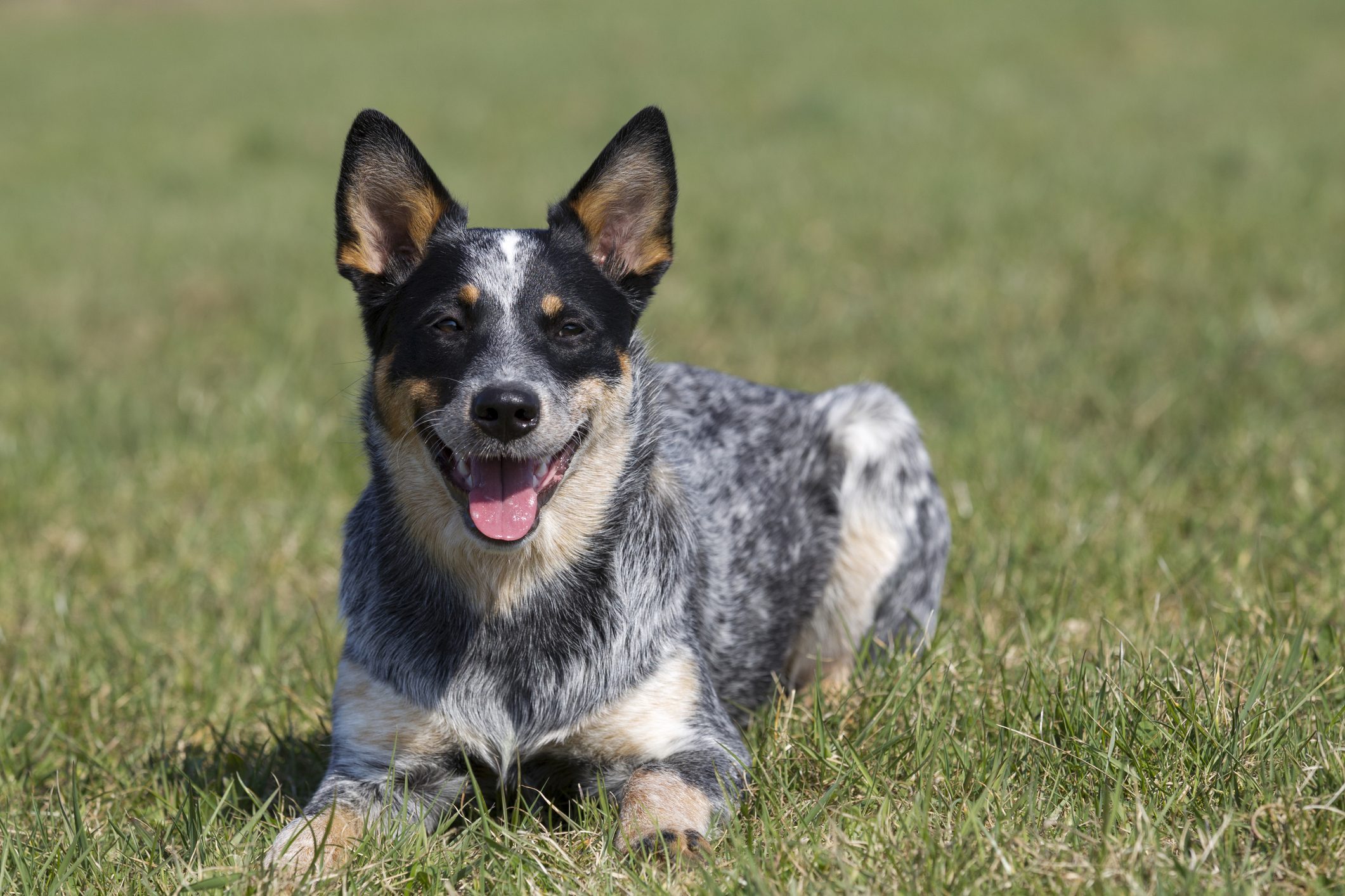 Australian Cattle Dog sitting on a sunny day outside