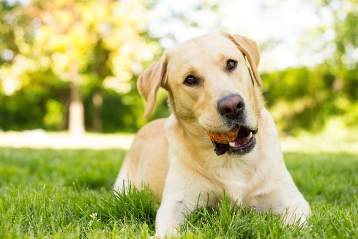 Chú chó Labrador Retriever màu vàng trong công viên