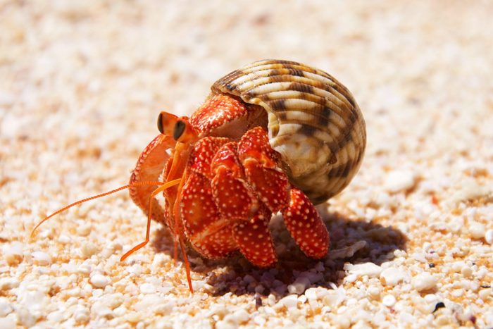 Tikehau Hermit Crab