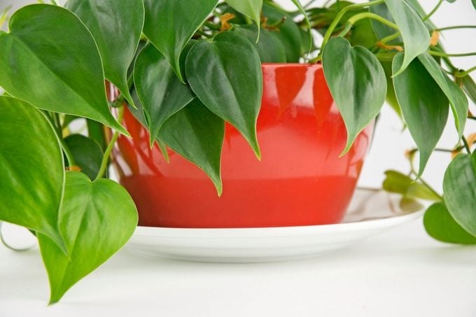Healthy Philodendron Plant With Green Leaves Gettyimages 485582458