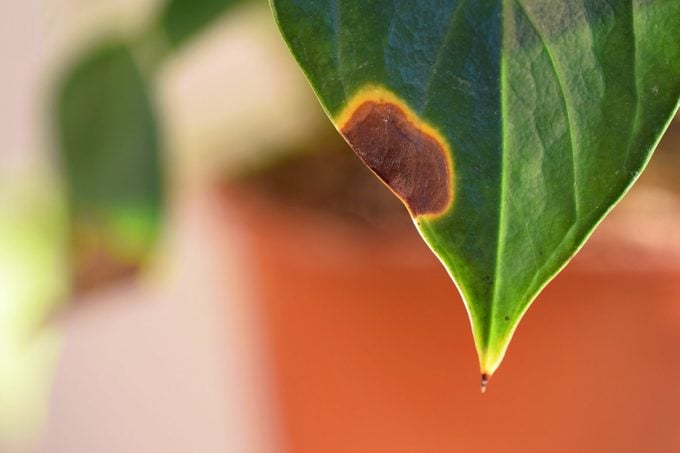 Spots and brown tips on anthurium leaves