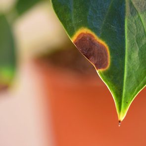 Spots and brown tips on anthurium leaves