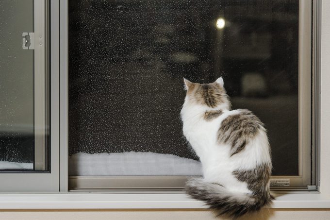 Cat Sitting By Window Looking At Snow